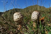 28 Bella coppia di funghi